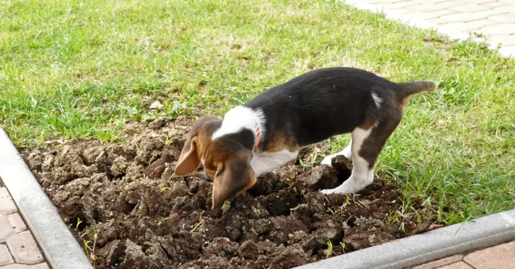 Beagle puppy digging in soft garden soil