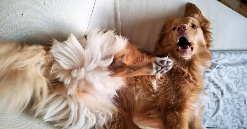 Excited dog rolling on the couch before a walk