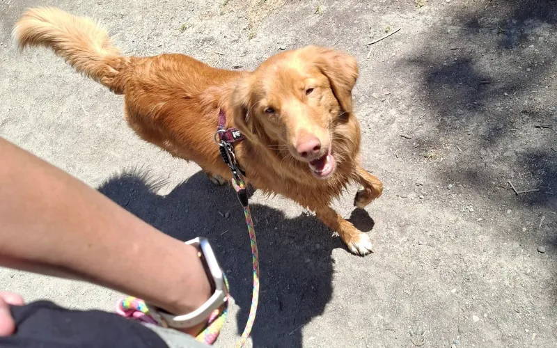 Dog walking calmly on loose leash after pre-walk excitement settled