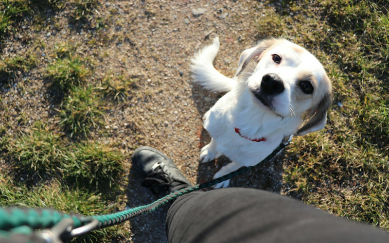 Dog sitting calmly on leash looking at the camera during training