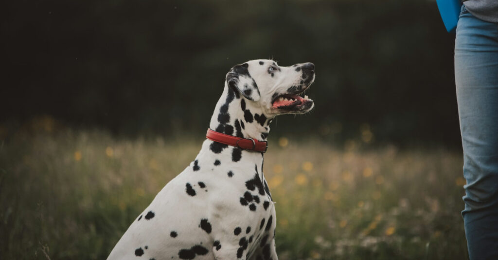 Dalmatian sitting and looking up at its owner off camera