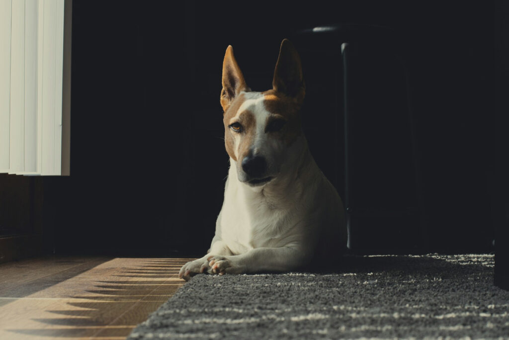 dog separation anxiety training guide