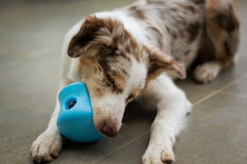 counter-conditioning dog separation anxiety with chew toy