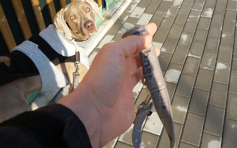 Dog practicing loose leash walking with handler's hand visible