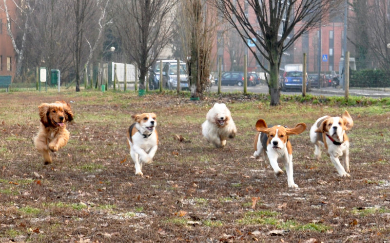 Group of dogs running together at a busy dog park in autumn
