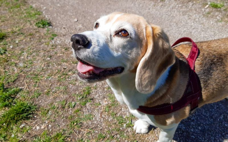 Adult Beagle looking at its owner with soft, expressive eyes