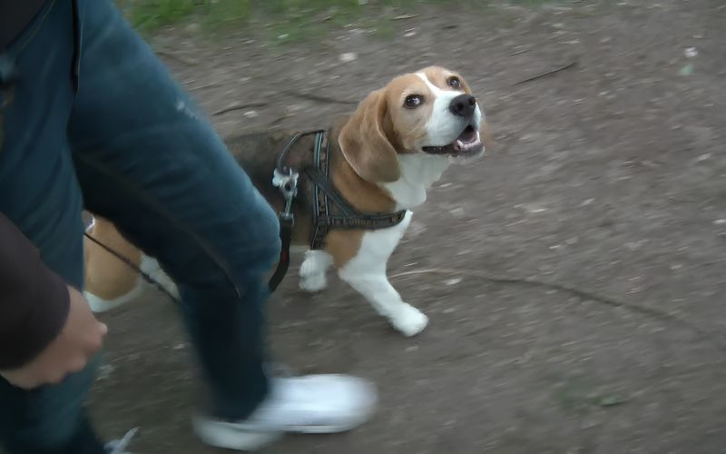 Dog looking at owner during loose leash walking practice