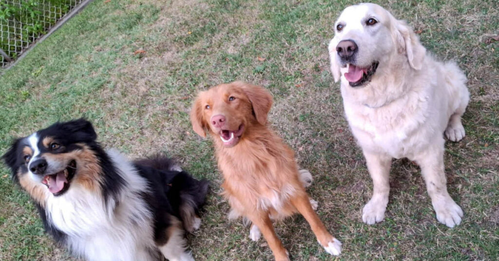 Three dogs of different breeds sitting calmly together, well socialized