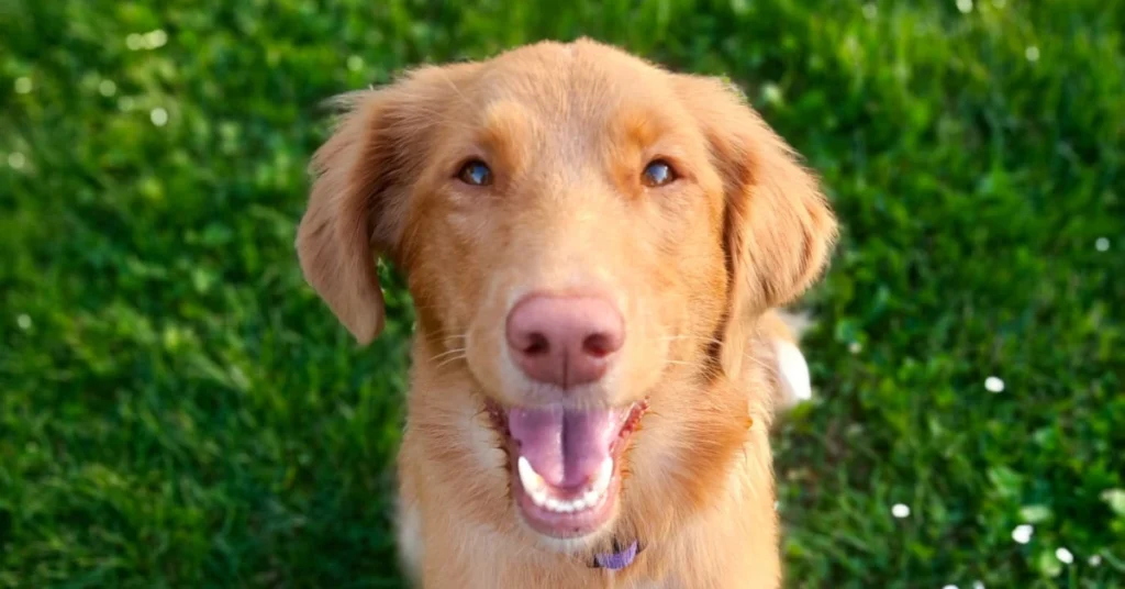 Happy dog with relaxed, expressive eyes looking at the camera