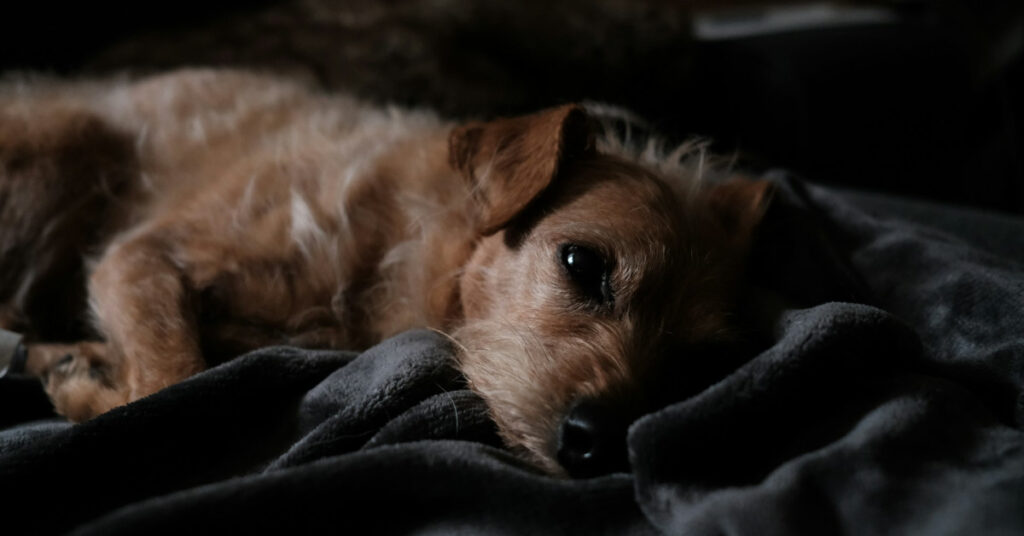 Puppy crying at night lying on its bed with a distant look