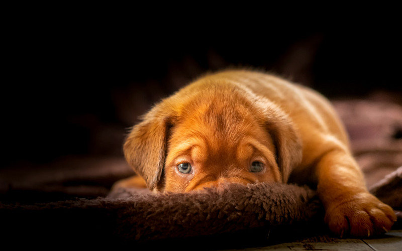 Very young puppy crying at night resting on its bed