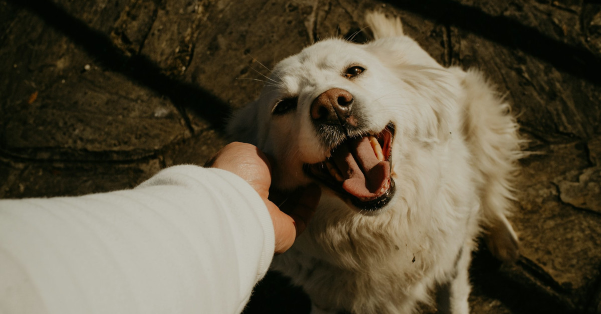 Dog with a relaxed, smiling expression being petted by its owner