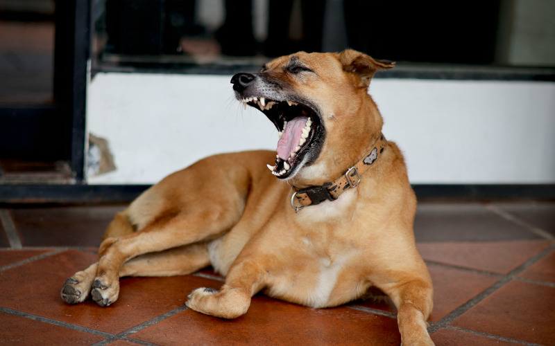 Dog yawning on the floor, a common stress signal linked to chewing