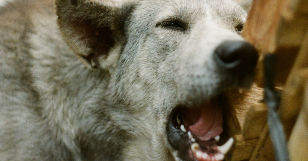 Dog chewing furniture shown in a close-up of its mouth on a wooden object