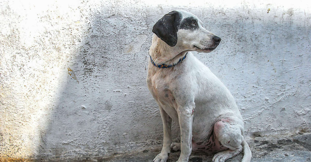 Mixed-breed dog sitting with a withdrawn expression near a wall