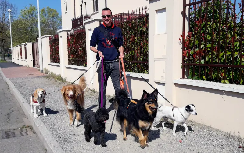 Dog walker managing five dogs on leash during a group walk