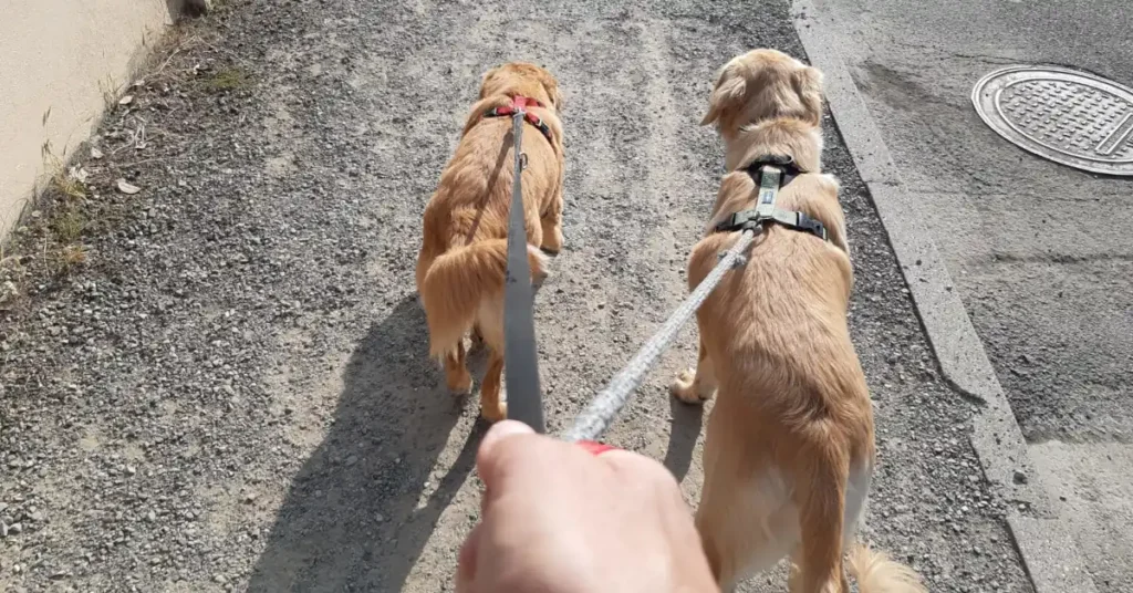 Two dogs walking side by side on leash with handler's hand visible