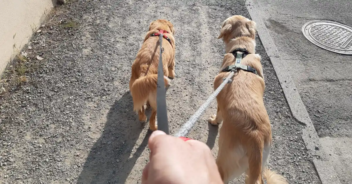 Two dogs walking side by side on leash with handler's hand visible