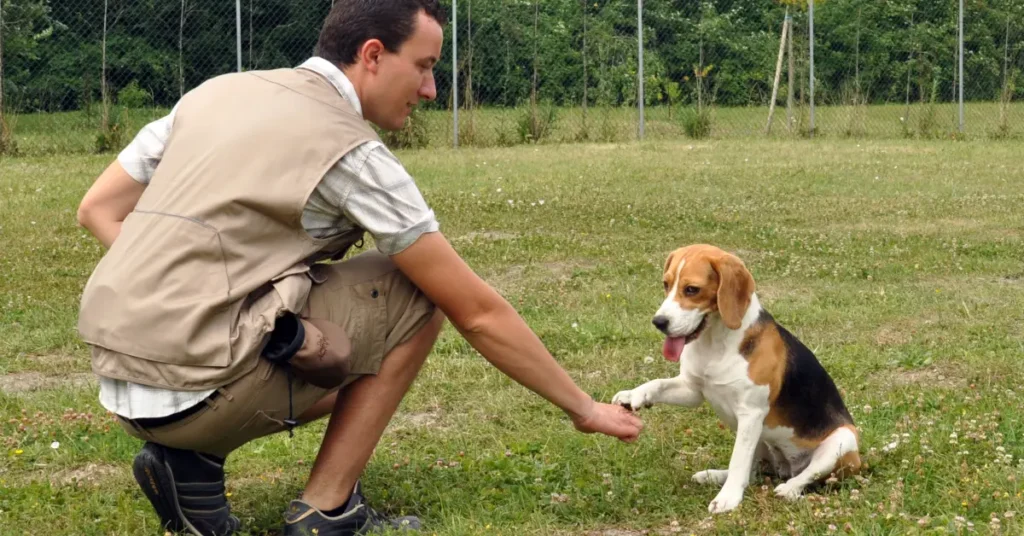 Beagle giving its paw to its owner during a consistent training session
