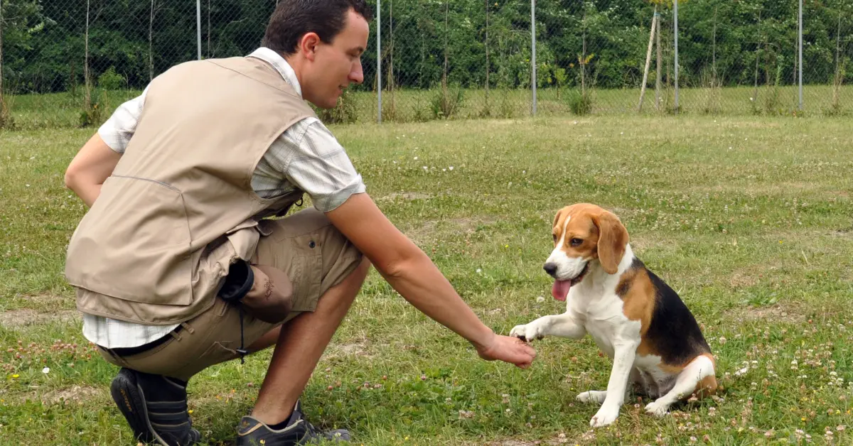 Beagle giving its paw to its owner during a consistent training session