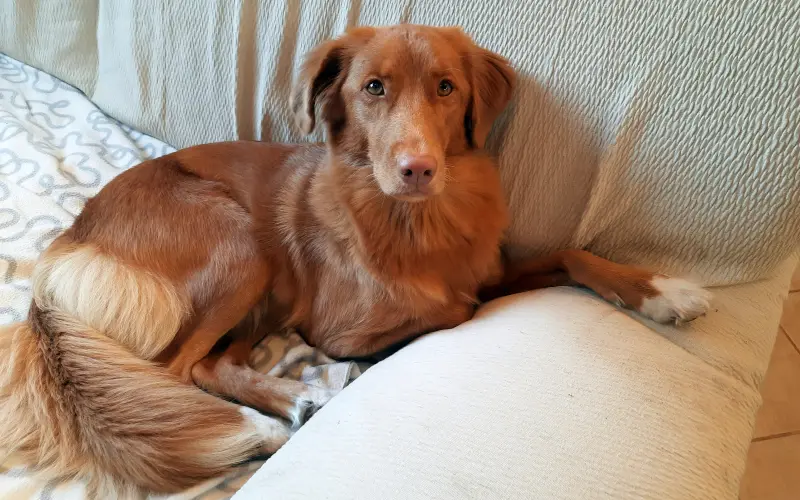 Toller relaxing comfortably on the couch at home