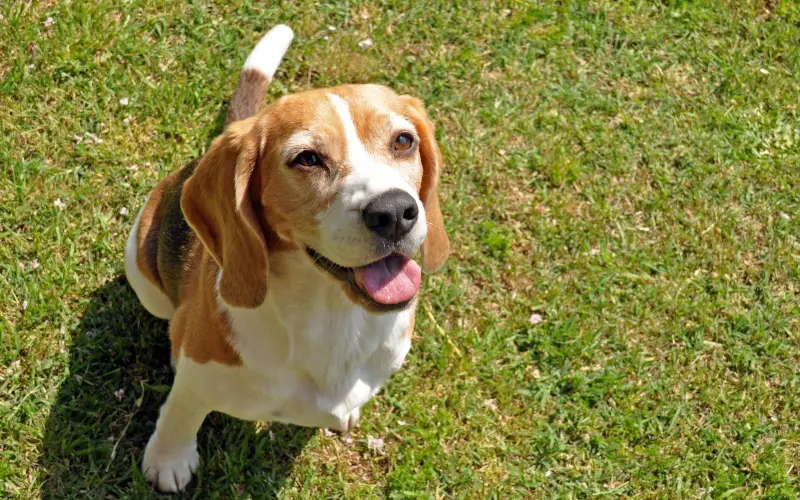 Beagle sitting on grass with an expressive look toward her owner