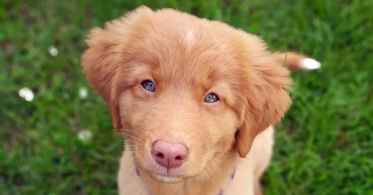 Toller puppy looking intently at the camera in a grassy field