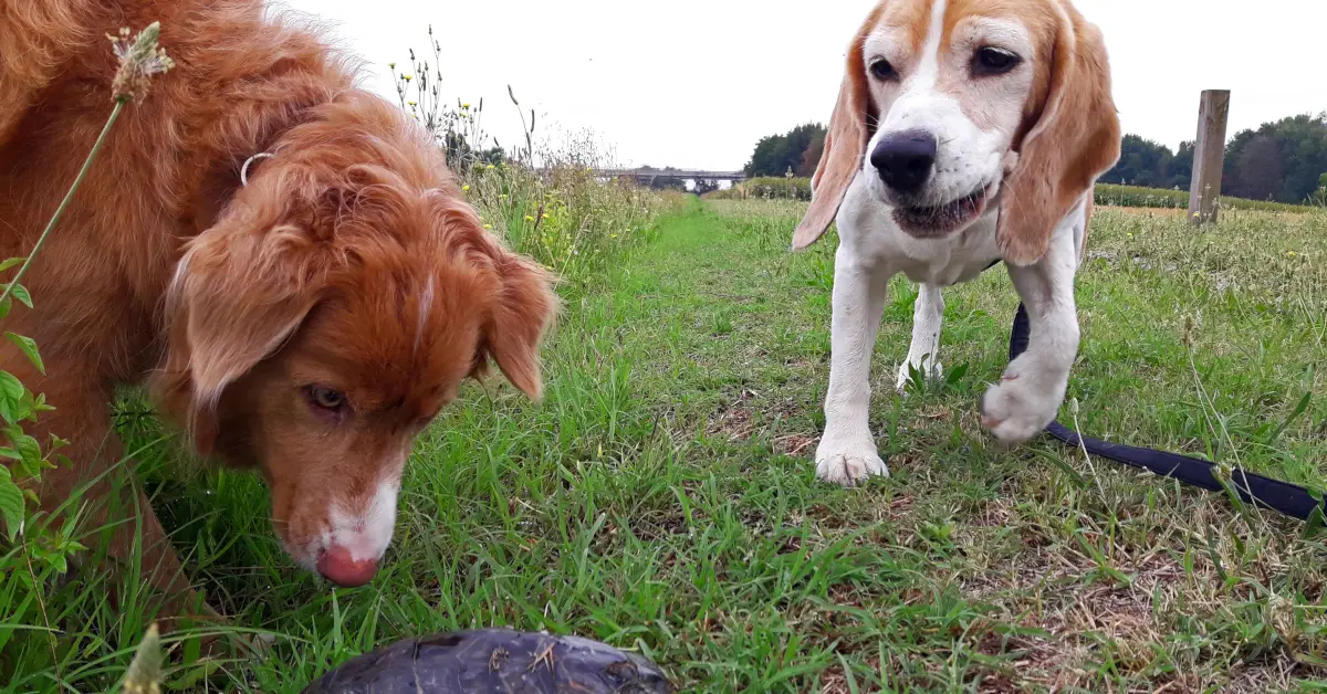 Toller and Beagle sniffing the ground together for mental stimulation