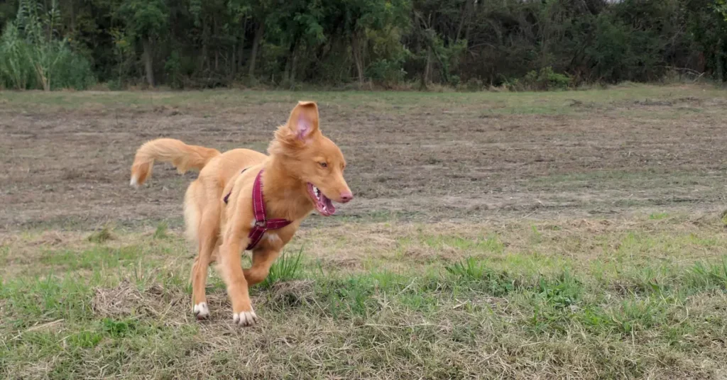 Toller puppy running playfully through a park with a happy expression