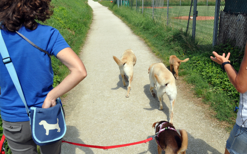 Two Labradors and two other dogs walking calmly with their owners