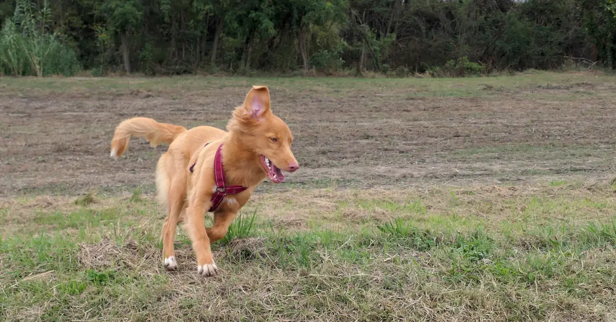 Toller puppy running playfully through a park with a happy expression