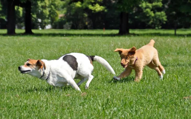Toller puppy and mixed-breed dog chasing each other for mental stimulation