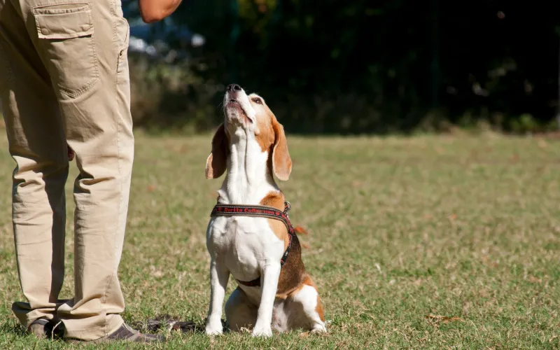 Beagle sitting on grass looking at her owner during an enrichment walk exercise