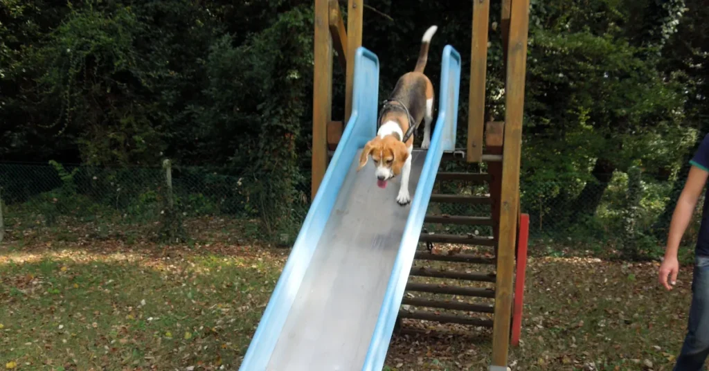Beagle going down a playground slide during an enrichment walk