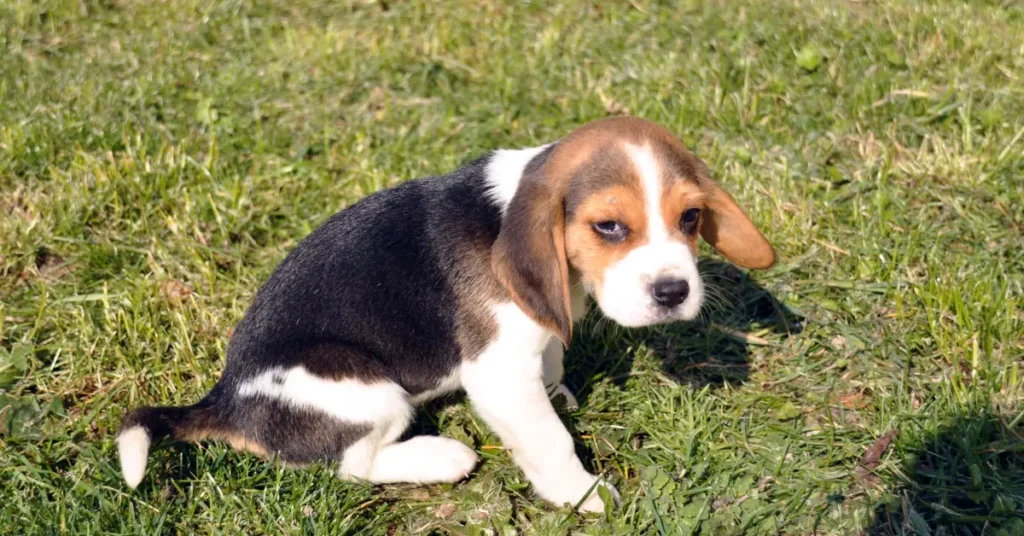 Beagle puppy going potty on the grass during early potty training