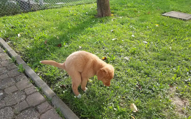Toller puppy going potty on the grass during potty training