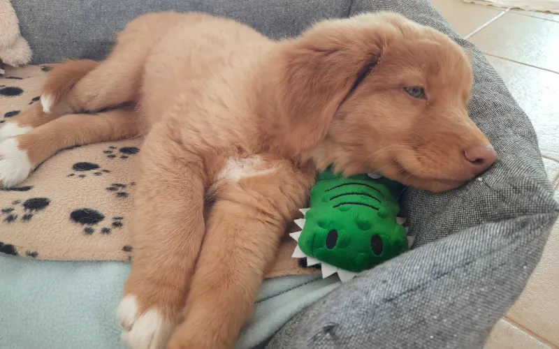 Toller puppy resting in her playpen bed with a crocodile stuffed toy