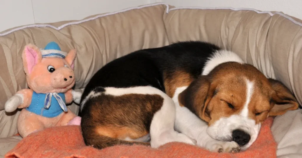 Very young Beagle puppy sleeping in her bed beside a soft toy