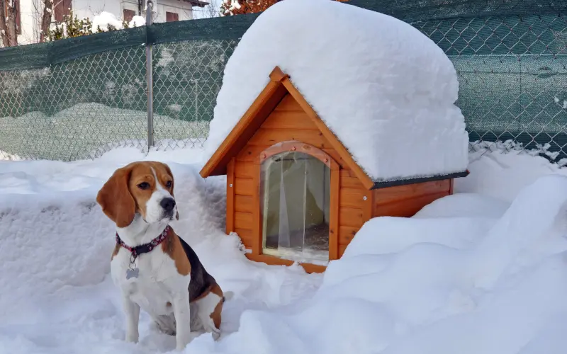 Beagle sitting outside her wooden dog house after a snowfall