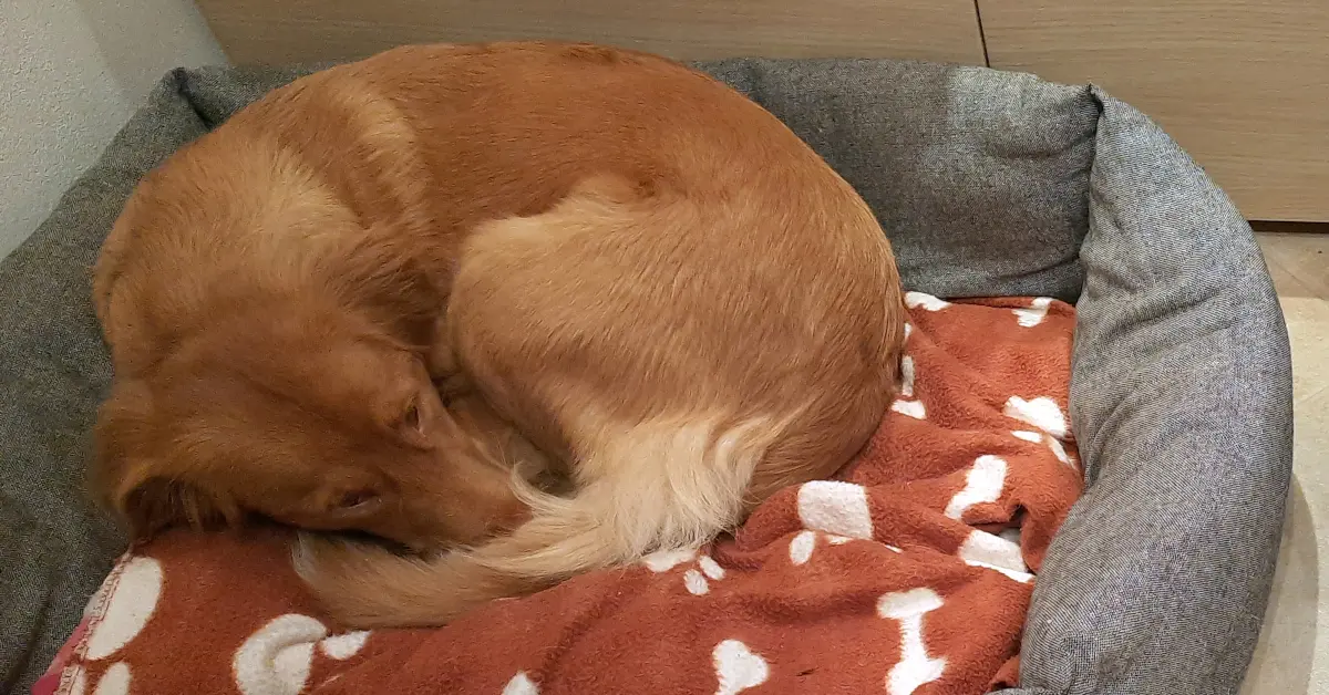 Toller sleeping in her bed inside the home
