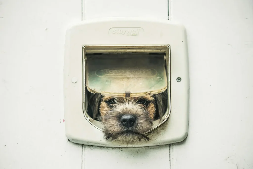 Dog peeking through a dog door, facing the camera: are dog doors bad for dogs?