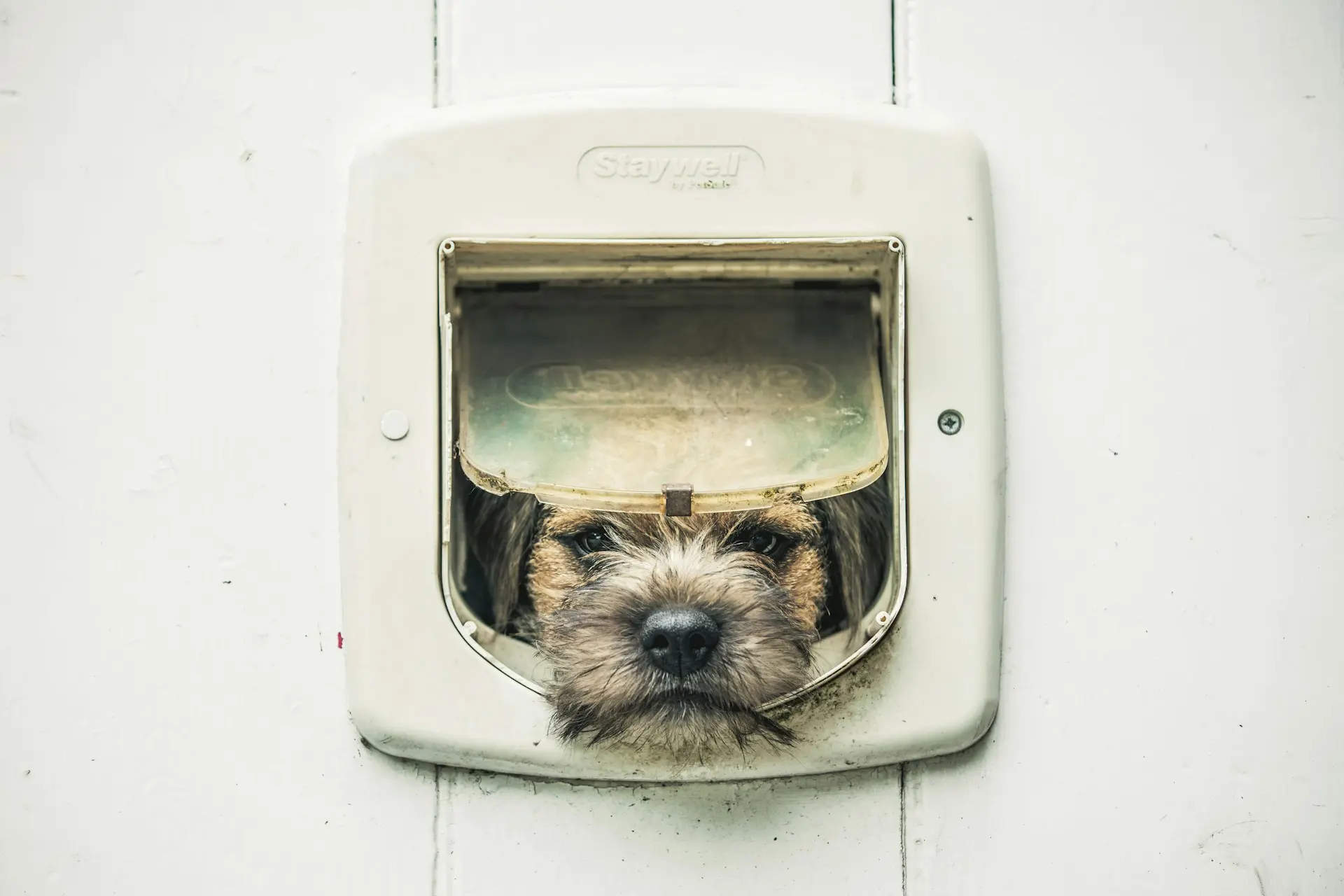 Dog peeking through a dog door, facing the camera: are dog doors bad for dogs?