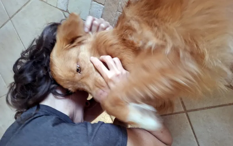Toller playfully wrestling with her owner on the apartment floor