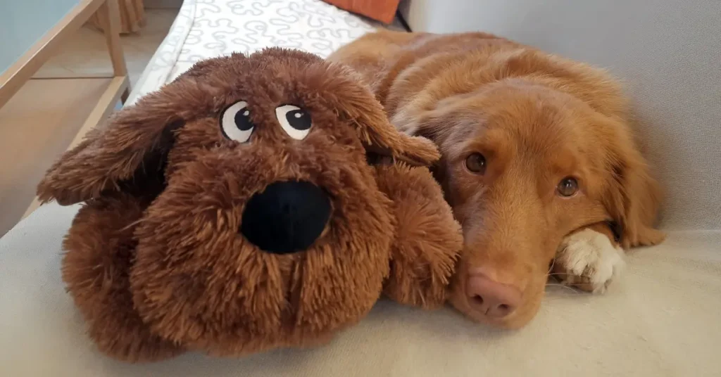 Toller relaxing on a couch armrest in an apartment with a stuffed dog toy