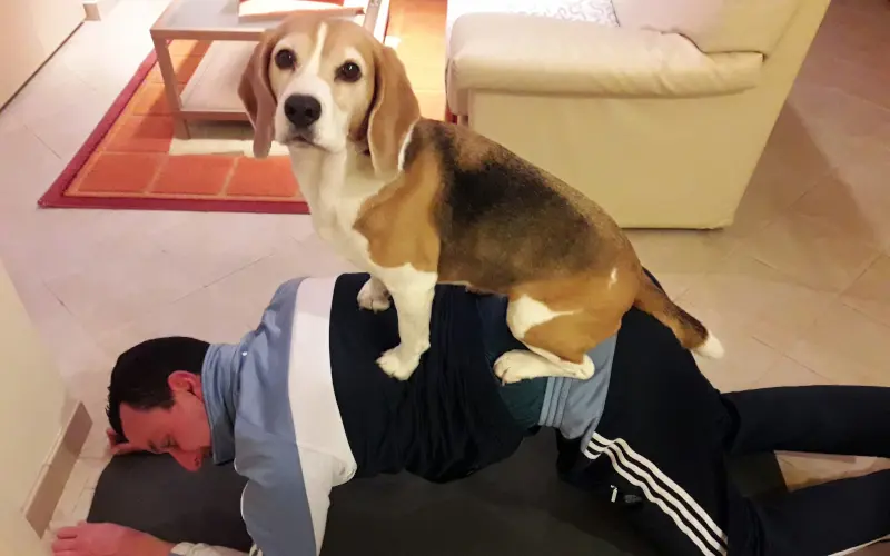 Beagle sitting on her owner's back during a daily apartment exercise session