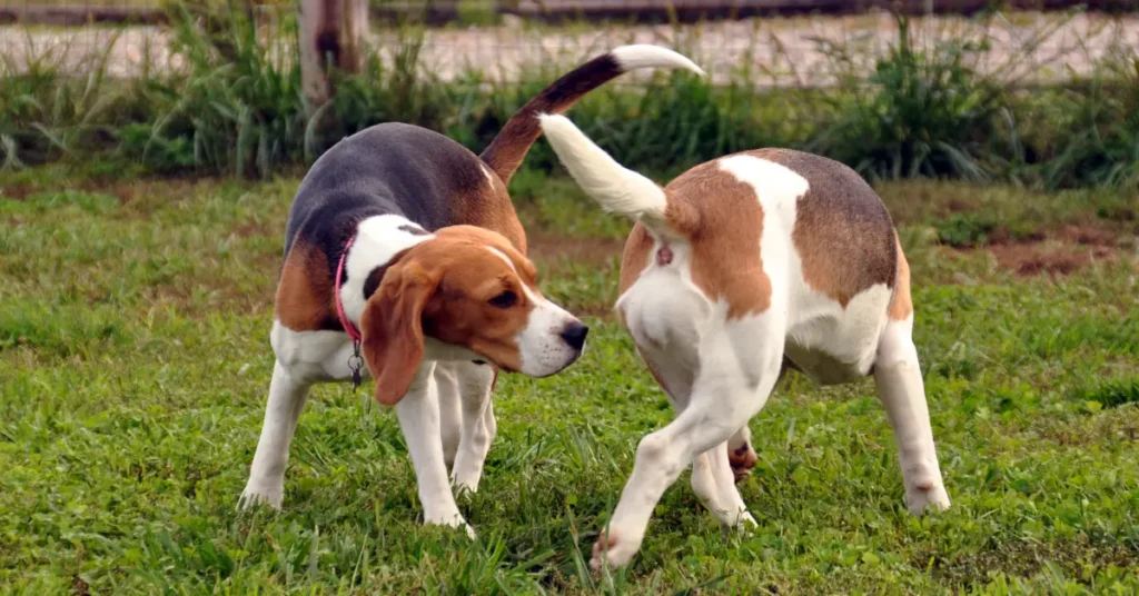 Two female Beagles circling nose to tail, a visual echo of how a dog in heat shifts everything around her