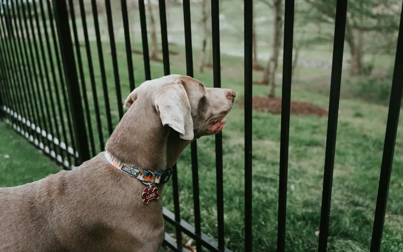 Male dog looking distracted past a garden fence