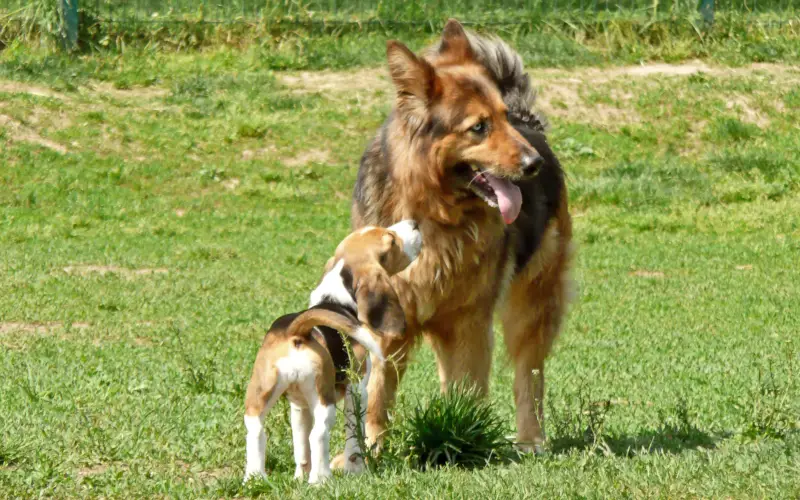 Beagle puppy confidently approaching a calm adult dog at the dog park