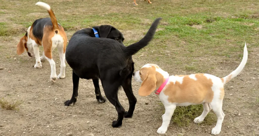 Beagle puppy calmly sniffing a friendly dog during dog park socialization