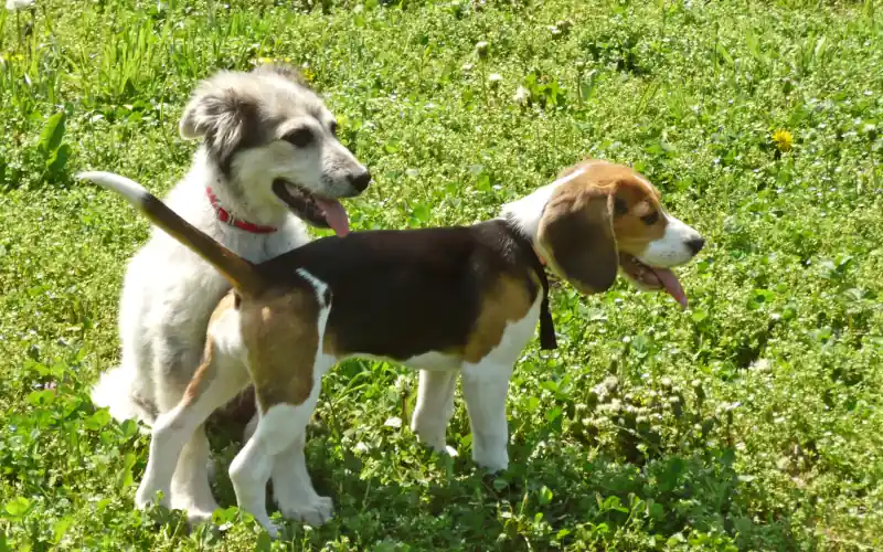 Two puppies resting calmly side by side on the grass at a dog park
